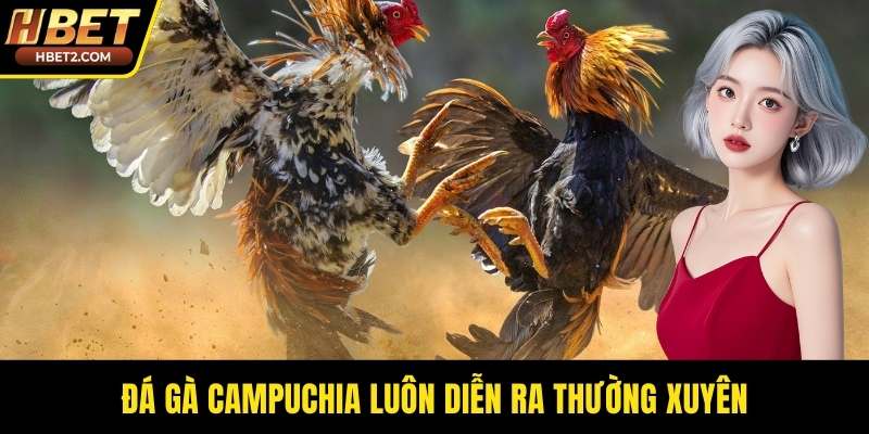Đá gà Campuchia luôn diễn ra thường xuyên