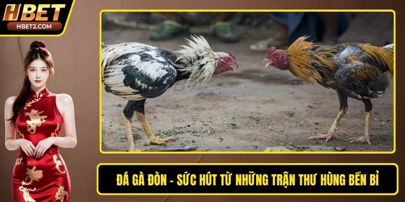 Đá Gà Đòn – Sức Hút Từ Những Trận Thư Hùng Bền Bỉ