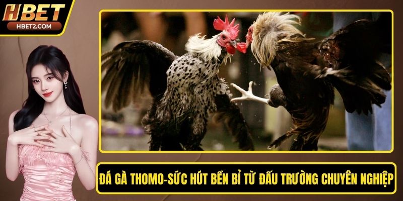 Đá Gà Thomo – Sức Hút Bền Bỉ Từ Đấu Trường Chuyên Nghiệp