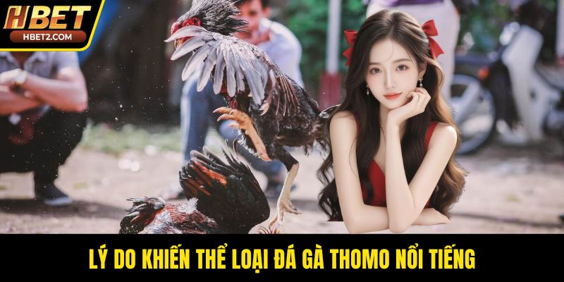 Đá Gà Thomo – Sức Hút Bền Bỉ Từ Đấu Trường Chuyên Nghiệp Lý do khiến thể loại đá gà Thomo nổi tiếng
