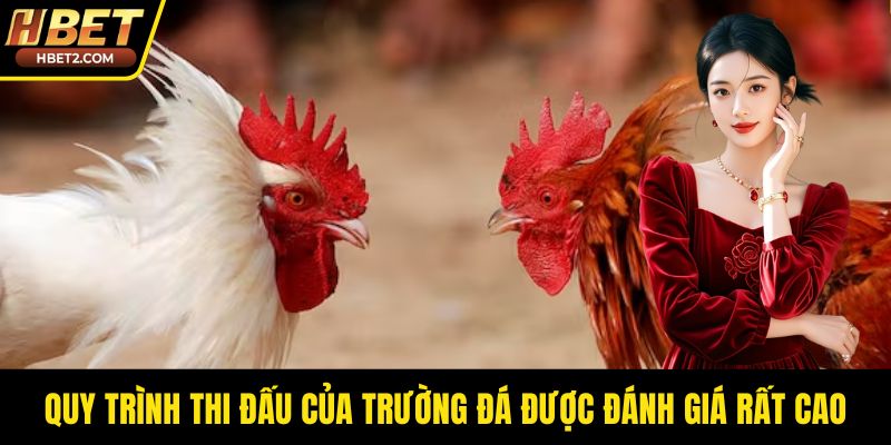 Đá Gà Thomo – Sức Hút Bền Bỉ Từ Đấu Trường Chuyên Nghiệp Quy trình thi đấu của trường đá được đánh giá rất cao